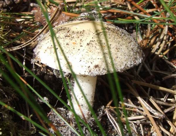 Suillus placidus, Picture by Axel Kuhlmann