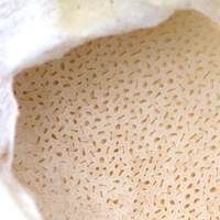 Pores of immature Suillus placidus