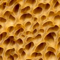 Pores of Suillus variegatus