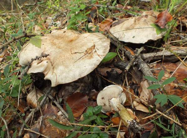 Suillus viscidus, Sticky Bolete
