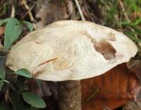 Cap of Suillus viscidus