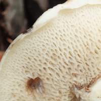 Pores of Suillus viscidus