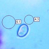 Spore, Tapinella atrotomentosa