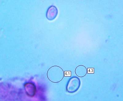 Spores of Tapinella atrotomentosa