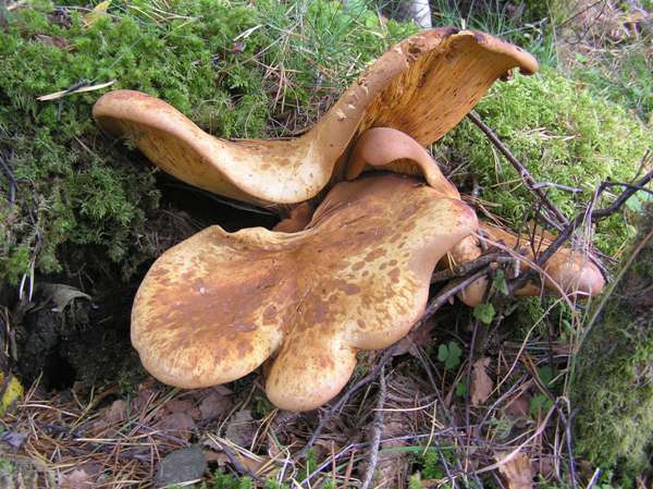 Tapinella atrotomentosa - Velvet Rollrim