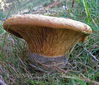 Gills and stem of Tapinella atrotomentosa