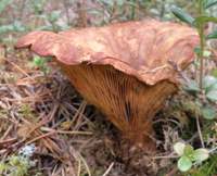 Mature cap of Tapinella atrotomentosa, Velvet Rollrim