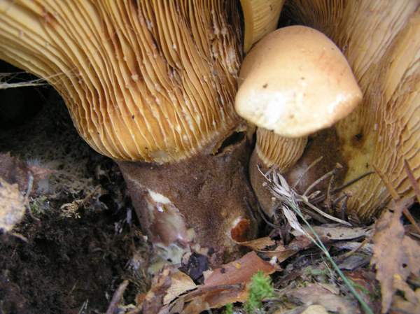 Tapinella atrotomentosa - Velvet Rollrim - stem bases