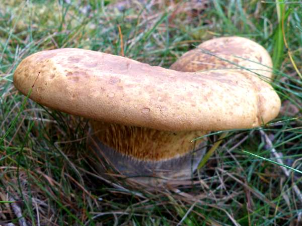 Tapinella atrotomentosa - Velvet Rollrim - young specimen