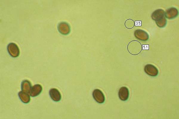 Spores of Tapinella panuoides