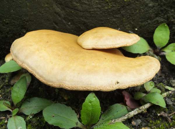 Tapinella panuoides, Oyster Rollrim