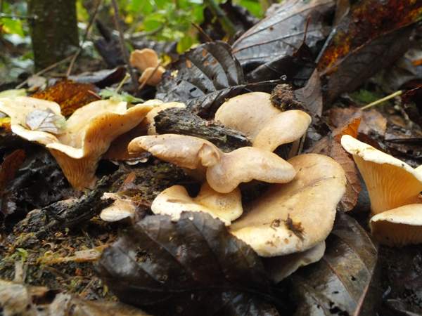 Tapinella panuoides, Oyster Rollrim, Pembrokeshire