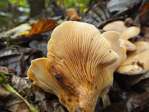 Tapinella panuoides, Oyster Rollrim, on sawdust, North Pembrokeshire