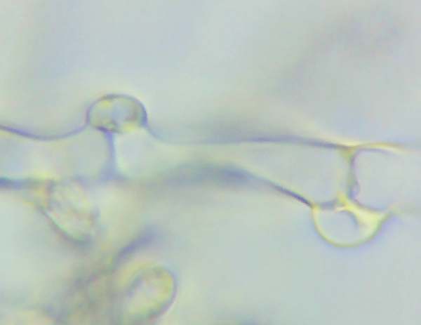 Clamps of Thelephora penicilliata