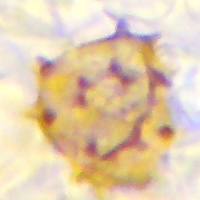 Spore of Thelephora penicilliata