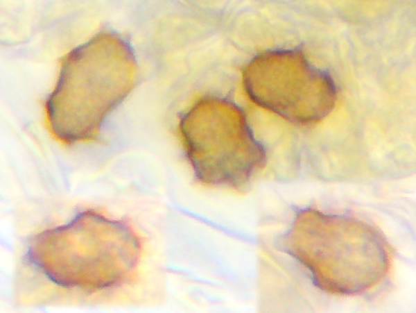 Spores of Thelephora penicilliata