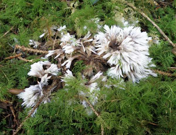 Thelephora penicillata