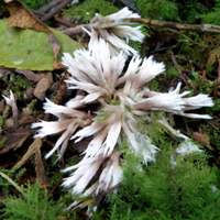 Thelephora penicillum in the early stages of development