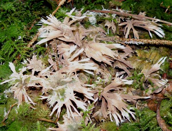 Thelephora penicillata in spruce woodland, Wales UK