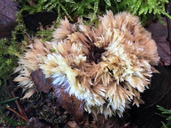 Urchin Earthfan Thelephora penicillata, England