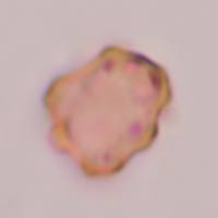 Thelephora terrestris spore