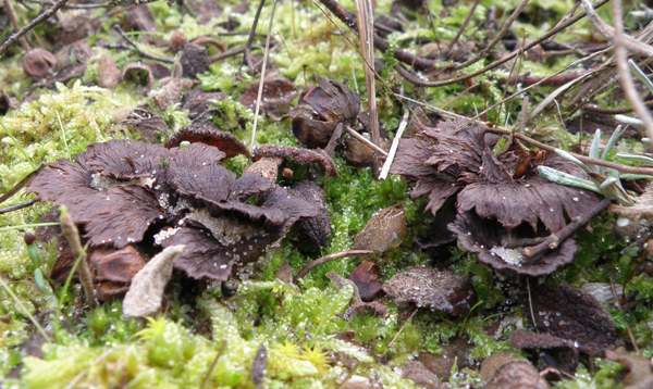 Thelephora terrestris - Earthfan
