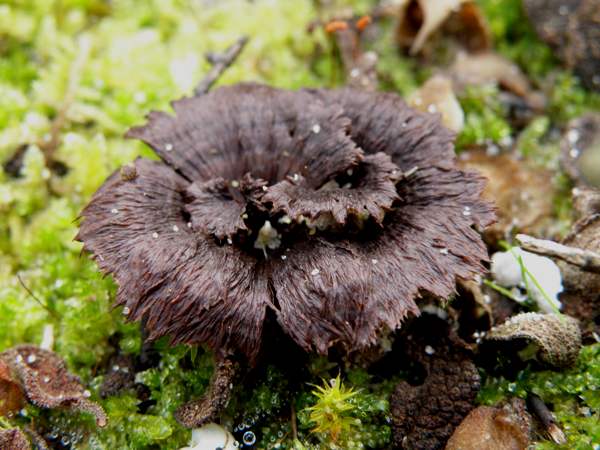 Thelephora terrestris - Earthfan, Michigan USA