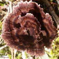 Thelephora terrestris, USA