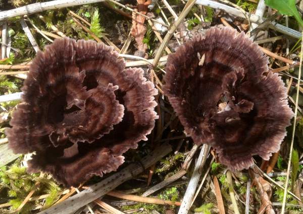 Thelephora terrestris - Earthfan, Hampshire
