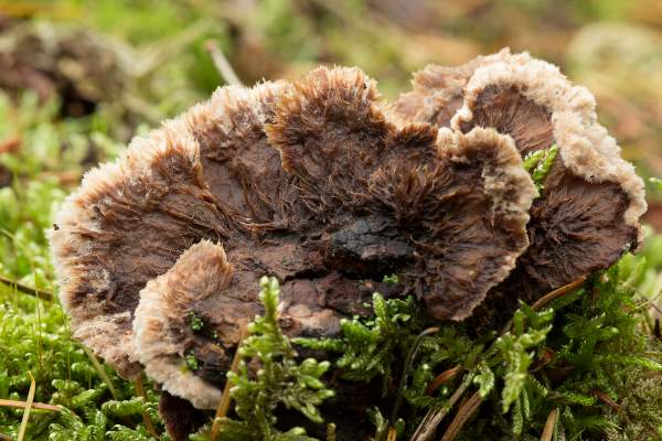 Thelephora terrestris - Earthfan, Hampshire, England