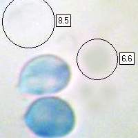 Spores, Naematelia aurantia