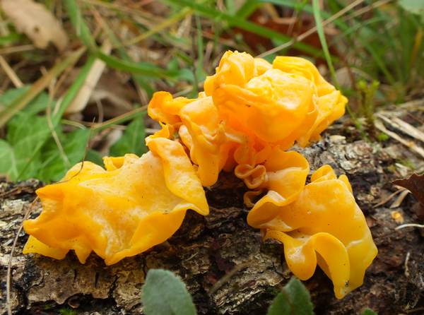 Naematelia aurantia