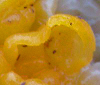 Naematelia aurantia closeup of fruitbody