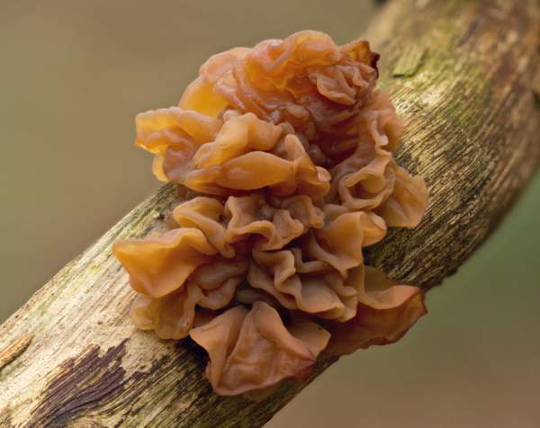 Phaeotremella foliacea