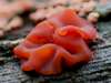 Tremella foliacea, Leafy Brain fungus