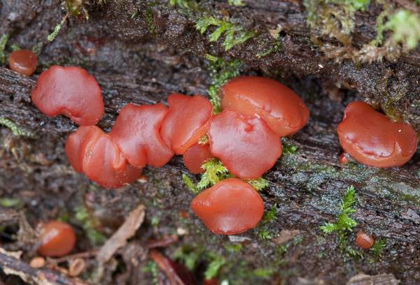 Stereum hirsutum being consumed by Phaeotremella foliacea - picture Andreas Kunze/Wikipedia