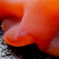 Phaeotremella species, closeup of fruitbody