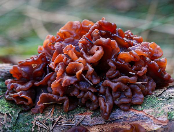 Phaeotremella species on dead hardwood England