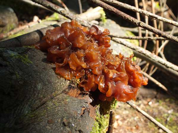 Phaeotremella fungus on beech in West Wales, UK