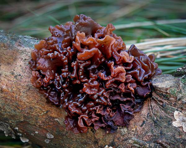 Leafy Brain fungus, England