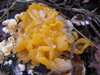 Tremella aurantia