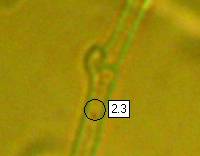 Clamp connection in hypha of Tremella mesenterica