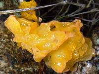 Tremella mesenterica on Silver Birch