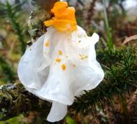 The rare white form of Tremella mesenterica
