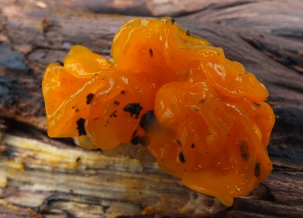 Tremella mesenterica feeding on Peniophora limitata, a crust fungus that occurs on gorse, south Devon, England