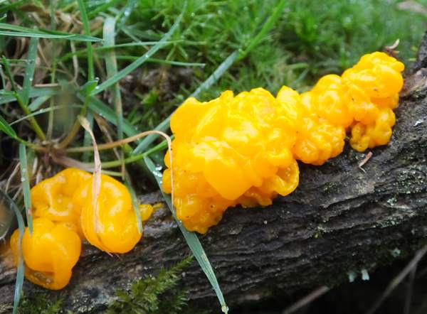 Yellow Brain fungus on Gorse, west Wales