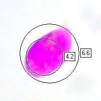 Spore of Arrhenia rickenii
