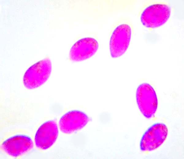 Spores of Arrhenia rickenii