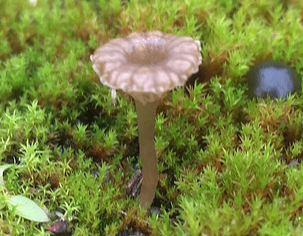 Arrhenia rickenii, Moss Navel