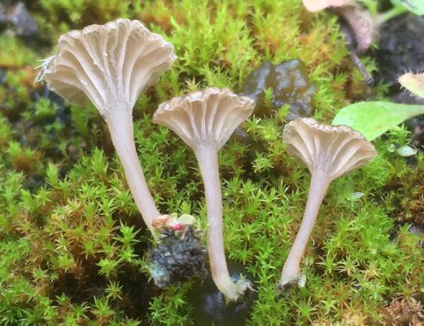 Arrhenia rickenii, Moss Navel, southern England
